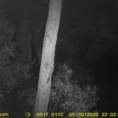Petaurus norfolcensis (Squirrel Glider) at Monitoring Site 132 - Remnant - 30 May 2023 by DMeco