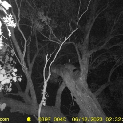 Trichosurus vulpecula (Common Brushtail Possum) at Monitoring Site 133 - Remnant - 11 Jun 2023 by DMeco