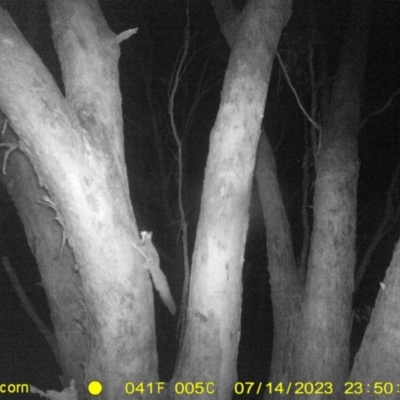Petaurus norfolcensis (Squirrel Glider) at Monitoring Site 141 - Revegetation - 14 Jul 2023 by DMeco