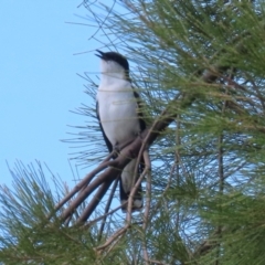 Lalage tricolor (White-winged Triller) at Isabella Plains, ACT - 26 Nov 2023 by RodDeb