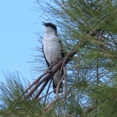 Lalage tricolor (White-winged Triller) at Upper Stranger Pond - 26 Nov 2023 by RodDeb