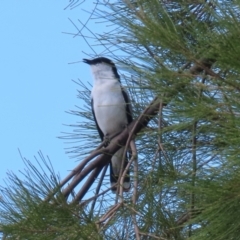 Lalage tricolor at Upper Stranger Pond - 26 Nov 2023