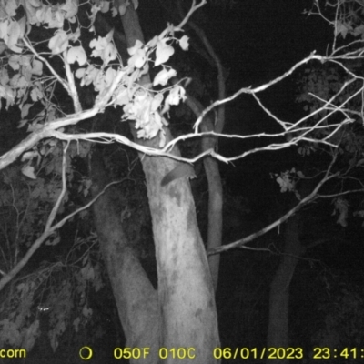 Petaurus norfolcensis (Squirrel Glider) at Monitoring Site 149 - Remnant - 1 Jun 2023 by DMeco