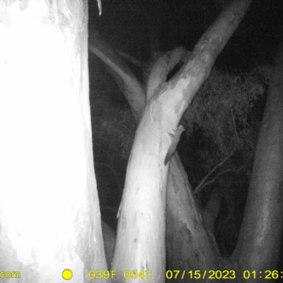 Petaurus norfolcensis (Squirrel Glider) at Monitoring Site 151 - Riparian - 14 Jul 2023 by DMeco