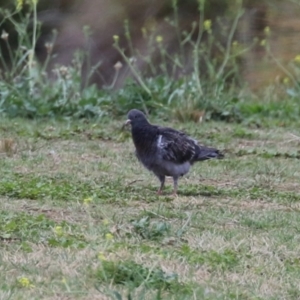 Columba livia at Fyshwick, ACT - 27 Nov 2023