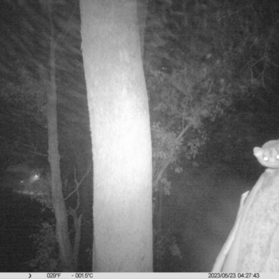 Petaurus norfolcensis (Squirrel Glider) at WREN Reserves - 22 May 2023 by DMeco