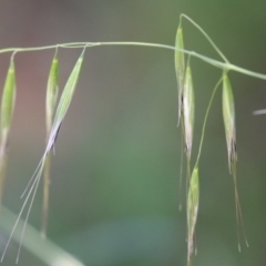 Avena barbata (Bearded Oat) at Fyshwick, ACT - 27 Nov 2023 by RodDeb