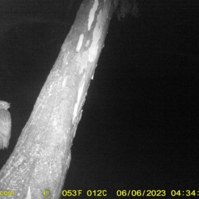Podargus strigoides (Tawny Frogmouth) at Wodonga - 6 Jun 2023 by DMeco
