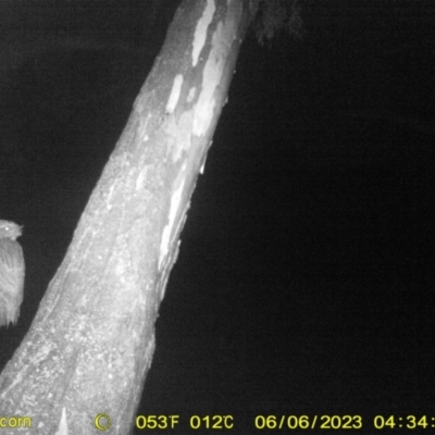 Podargus strigoides (Tawny Frogmouth) at Wodonga - 5 Jun 2023 by DMeco