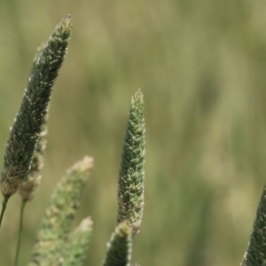 Phalaris aquatica at Jerrabomberra Wetlands - 27 Nov 2023