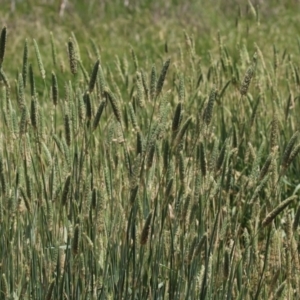 Phalaris aquatica at Jerrabomberra Wetlands - 27 Nov 2023