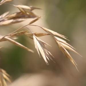 Bromus catharticus at Jerrabomberra Wetlands - 27 Nov 2023