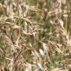 Bromus catharticus at Jerrabomberra Wetlands - 27 Nov 2023