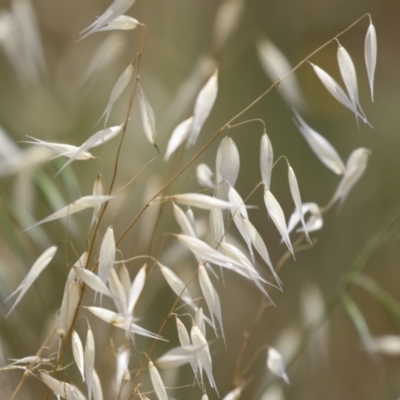 Avena sp. (Wild Oats) at Fyshwick, ACT - 27 Nov 2023 by RodDeb