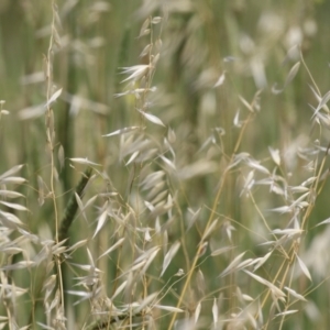 Avena sp. at Jerrabomberra Wetlands - 27 Nov 2023