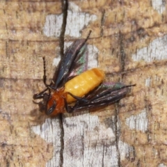 Bibio imitator (Garden maggot) at Fyshwick, ACT - 27 Nov 2023 by RodDeb