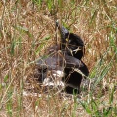 Strepera graculina (Pied Currawong) at Fyshwick, ACT - 27 Nov 2023 by RodDeb