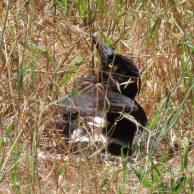 Strepera graculina (Pied Currawong) at Fyshwick, ACT - 27 Nov 2023 by RodDeb