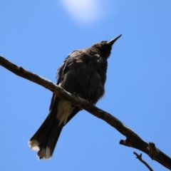 Strepera graculina at Jerrabomberra Wetlands - 27 Nov 2023