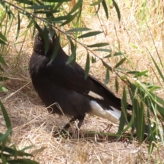 Strepera graculina at Jerrabomberra Wetlands - 27 Nov 2023