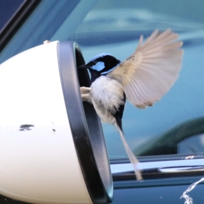 Malurus cyaneus (Superb Fairywren) at Jerrabomberra Wetlands - 27 Nov 2023 by RodDeb