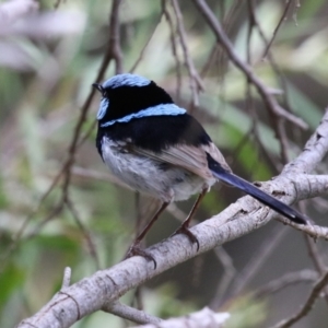 Malurus cyaneus at Jerrabomberra Wetlands - 27 Nov 2023