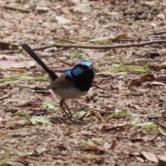 Malurus cyaneus at Jerrabomberra Wetlands - 27 Nov 2023