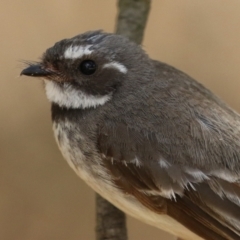 Rhipidura albiscapa (Grey Fantail) at Jerrabomberra Wetlands - 27 Nov 2023 by RodDeb