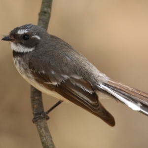 Rhipidura albiscapa at Jerrabomberra Wetlands - 27 Nov 2023 12:49 PM