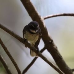 Rhipidura albiscapa at Jerrabomberra Wetlands - 27 Nov 2023 12:49 PM