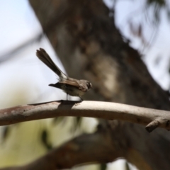 Rhipidura albiscapa at Jerrabomberra Wetlands - 27 Nov 2023