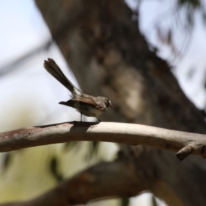 Rhipidura albiscapa at Jerrabomberra Wetlands - 27 Nov 2023 12:49 PM