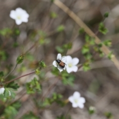 Phyllotocus sp. (genus) (Nectar scarab) at Lyons, ACT - 26 Nov 2023 by ran452