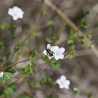 Phyllotocus navicularis (Nectar scarab) at Lyons, ACT - 27 Nov 2023 by ran452
