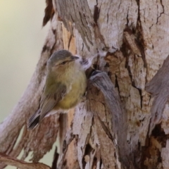 Smicrornis brevirostris (Weebill) at Jerrabomberra Wetlands - 27 Nov 2023 by RodDeb