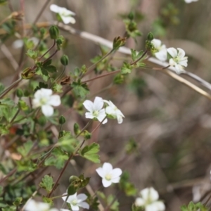 Lasioglossum (Chilalictus) sp. (genus & subgenus) at Lyons, ACT - 27 Nov 2023