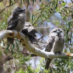 Podargus strigoides (Tawny Frogmouth) at Jerrabomberra Wetlands - 27 Nov 2023 by RodDeb