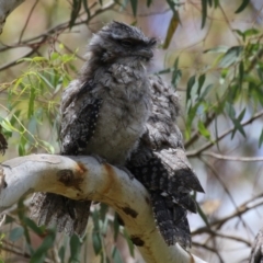 Podargus strigoides at Fyshwick, ACT - 27 Nov 2023