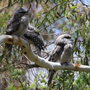 Podargus strigoides at Fyshwick, ACT - 27 Nov 2023