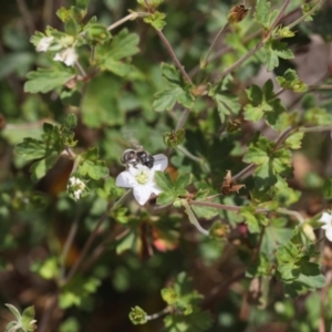 Lasioglossum (Chilalictus) sp. (genus & subgenus) at Lyons, ACT - 27 Nov 2023