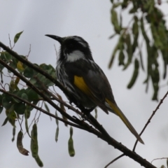 Phylidonyris niger X novaehollandiae (Hybrid) (White-cheeked X New Holland Honeyeater (Hybrid)) at Jerrabomberra Wetlands - 27 Nov 2023 by RodDeb