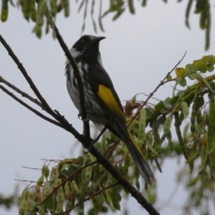 Phylidonyris niger X novaehollandiae (Hybrid) at Jerrabomberra Wetlands - 27 Nov 2023