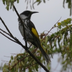 Phylidonyris niger X novaehollandiae (Hybrid) at Jerrabomberra Wetlands - 27 Nov 2023