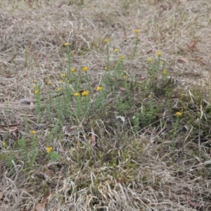 Chrysocephalum semipapposum at Lyons, ACT - 27 Nov 2023