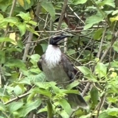 Philemon corniculatus (Noisy Friarbird) at Kangaroo Valley, NSW - 29 Nov 2023 by lbradleyKV