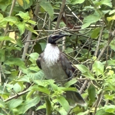 Philemon corniculatus (Noisy Friarbird) at Kangaroo Valley, NSW - 29 Nov 2023 by lbradley
