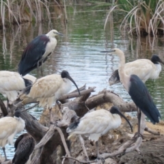 Ardea pacifica (White-necked Heron) at Fyshwick, ACT - 27 Nov 2023 by RodDeb