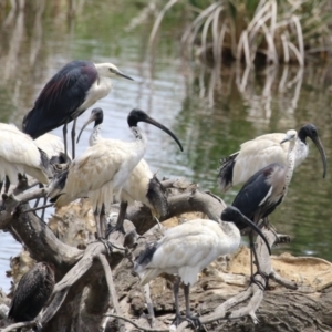 Ardea pacifica at Jerrabomberra Wetlands - 27 Nov 2023 12:15 PM