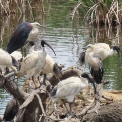 Ardea pacifica at Jerrabomberra Wetlands - 27 Nov 2023