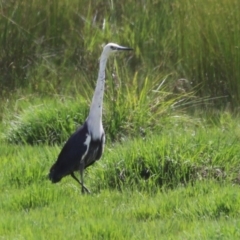 Ardea pacifica at Jerrabomberra Wetlands - 27 Nov 2023 12:15 PM